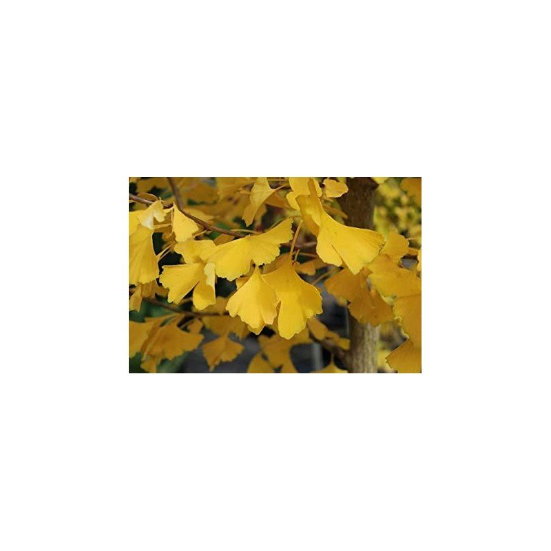 Ginko biloba „Autumn Gold” 2.00 m - 2.50 m