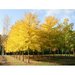 Ginko biloba „Autumn Gold” 2.00 m - 2.50 m